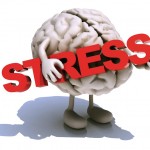 human brain that embraces word stress