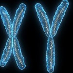male_chromosome